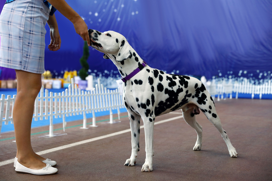 Domino the Dalmatian being judged in the ring at the Hoodoo Fall Festival costume contest